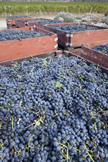 Images Dated 1st October 2009: Canada, British Columbia, Osoyoos. Freshly picked purple grapes in wooden bins. Credit as