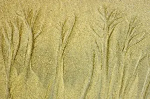 Images Dated 12th May 2005: Canada, British Columbia, Pacific Rim National Park. Sand patterns on Pacific Ocean beach