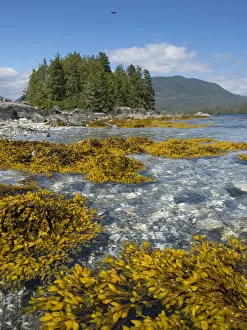 Kelp Prints: Canada, British Columbia, Pacific Rim National Park. Broken Islands Marine Park
