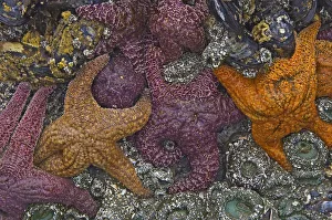 Prints of Canada, British Columbia, Pacific Rim National Park. Starfish on beach at low tide Images Dated 2020 May: Canada, British Columbia, Pacific Rim National Park. Starfish on beach at low tide