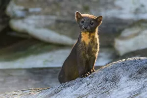 Canada Collection: Canada, British Columbia. Pine marten poses on driftwood