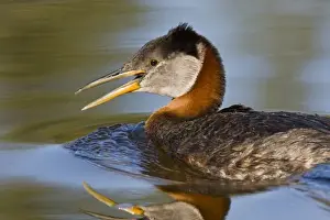 Canada, British Columbia, Red-necked Grebe (Podiceps grisegena) adult swimming in lake