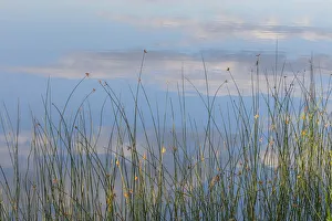 Reed Prints: Canada, British Columbia. Reeds in Lac Le Jeune