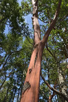 Canada, British Columbia, Russell Island. Arbutus tree (Arbutus menziesii)