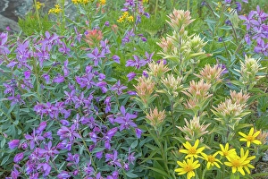 Images Dated 30th September 2023: Canada, British Columbia, Selkirk Mountains
