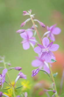 Epilobium Latifolium Prints: Canada, British Columbia, Selkirk Mountains