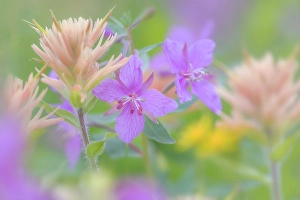 Castilleja Prints: Canada, British Columbia, Selkirk Mountains