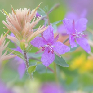 Castilleja Prints: Canada, British Columbia, Selkirk Mountains