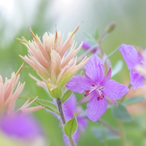 Castilleja Prints: Canada, British Columbia, Selkirk Mountains