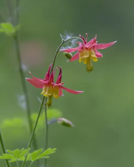 British Columbia Collection: Canada, British Columbia. Sitka columbine flower
