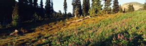 Provincial Park Prints: Canada, British Columbia, Squamish, Garibaldi Provincial Park, Garibaldi Lake, View