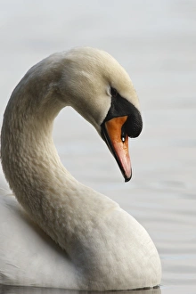Images Dated 4th February 2012: Canada, British Columbia, Vancouver, Stanley Park, Mute Swan (Cygnus olor)