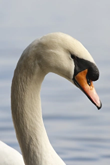 Images Dated 4th February 2012: Canada, British Columbia, Vancouver, Stanley Park, Mute Swan (Cygnus olor)