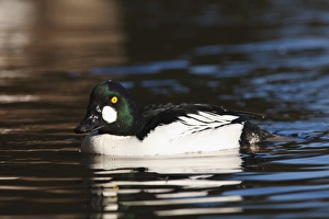 Images Dated 4th February 2012: Canada, British Columbia, Vancouver, Stanley Park, Common Goldeneye drake (Bucephala