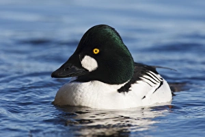 Images Dated 4th February 2012: Canada, British Columbia, Vancouver, Stanley Park, Common Goldeneye drake (Bucephala