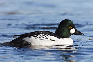 Images Dated 4th February 2012: Canada, British Columbia, Vancouver, Stanley Park, Common Goldeneye drake (Bucephala
