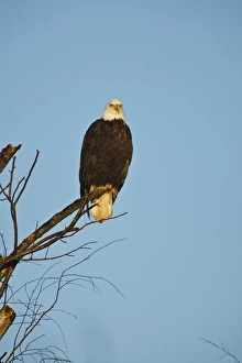 Images Dated 3rd February 2012: Canada, British Columbia, Vancouver, Bald Eagle (Haliaeetus leucocephalus)