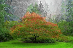 Dennis Kirkland Prints: Canada, British Columbia, Vancouver
