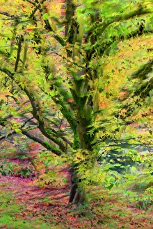 Images Dated 29th November 2023: Canada, British Columbia, Vancouver
