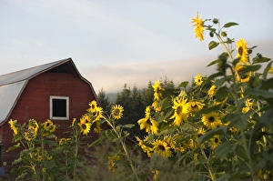 Images Dated 16th November 2008: Canada, British Columbia, Vancouver Island