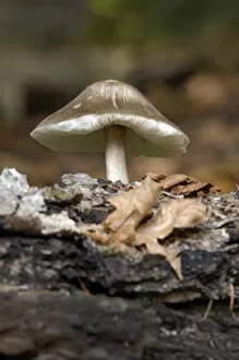 Canada, British Columbia, Vancouver Island. Small mushroom growing on a dead log