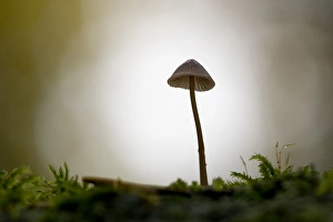 Images Dated 7th December 2008: Canada, British Columbia, Vancouver Island. Backlit small Mycena mushroom