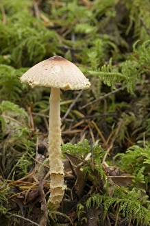 Images Dated 7th December 2008: Canada, British Columbia, Vancouver Island