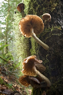 Images Dated 7th December 2008: Canada, British Columbia, Vancouver Island