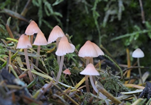 Images Dated 7th December 2008: Canada, British Columbia, Vancouver Island. Small pink Mycena mushrooms