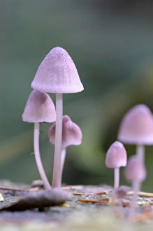 Images Dated 3rd December 2014: Canada, British Columbia, Vancouver Island. Pink Mycena mushrooms growing on a dead tree