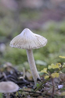 Images Dated 7th December 2008: Canada, British Columbia, Vancouver Island. Detail photo of a small white mushroom