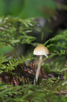 Images Dated 7th December 2008: Canada, British Columbia, Vancouver Island. Mycena mushroom detail in moss