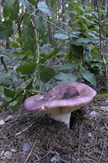 Canada, British Columbia, Vancouver Island