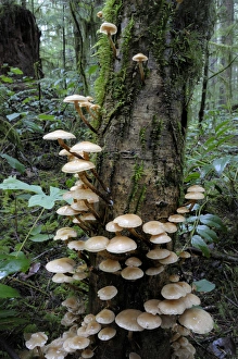 Images Dated 13th October 2011: Canada, British Columbia, Vancouver Island. Brown mushrooms covering a tree trunk