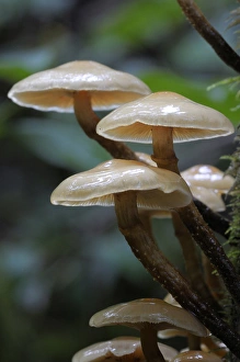 Images Dated 13th October 2011: Canada, British Columbia, Vancouver Island. Small brown mushrooms