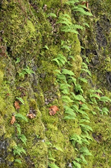 Images Dated 7th December 2008: Canada, British Columbia, Vancouver Island. Small ferns and moss on a large tree trunk