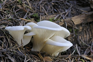 Canada, British Columbia, Vancouver Island