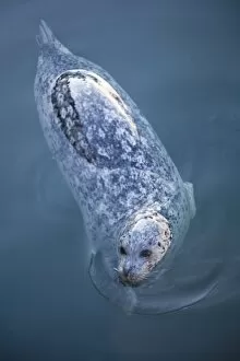 Images Dated 7th December 2007: CANADA, British Columbia, Victoria. Harbor Seals (Phoca vitulina) at Oak Bay Marina