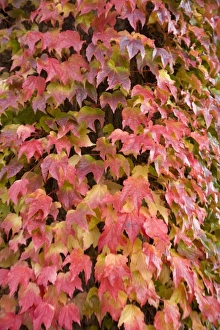 Images Dated 14th October 2007: CANADA, British Columbia, Victoria. Autumn-colored Ivy decorating the front of