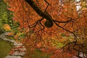 CANADA, British Columbia, Victoria. Autumn colors at Butchart Gardens Japanese Garden