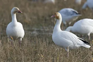 Images Dated 3rd February 2012: Canada, British Columbia, Westham Island, Snow Goose (Chen caerulescens)
