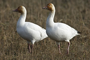 Rick A Brown Prints: Canada, British Columbia, Westham Island, Snow Goose (Chen caerulescens)