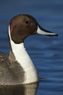 Images Dated 3rd February 2012: Canada, British Columbia, Westham Island, George C. Reifel Migratory Bird Sanctuary