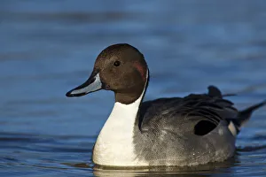 Images Dated 3rd February 2012: Canada, British Columbia, Westham Island, George C. Reifel Migratory Bird Sanctuary