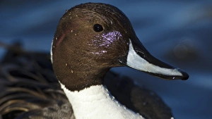 Images Dated 3rd February 2012: Canada, British Columbia, Westham Island, George C. Reifel Migratory Bird Sanctuary
