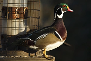 Images Dated 3rd February 2012: Canada, British Columbia, Westham Island, George C. Reifel Migratory Bird Sanctuary