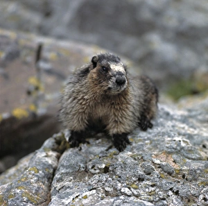 Images Dated 21st January 2014: Canada, British Columbia, Yoho NP. A friendly Hoary Marmot considers the visitors