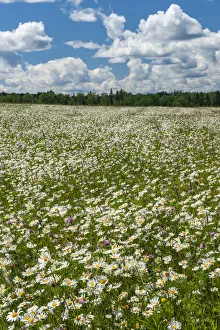 Floral And Botanical Prints: Canada. Field of common daisy flowers