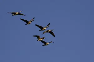 Migrate Prints: Canada Geese (Branta canadensis) Grand Teton National Park Wyoming. USA