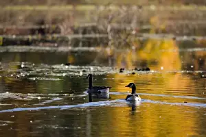 Reflecting Prints: Canada Geese at the Ewell Reservation in Rowley Massachusetts USA